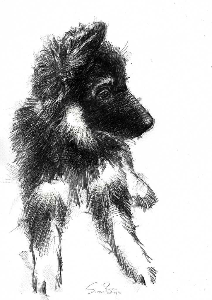 GSD Puppy