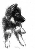 GSD Puppy