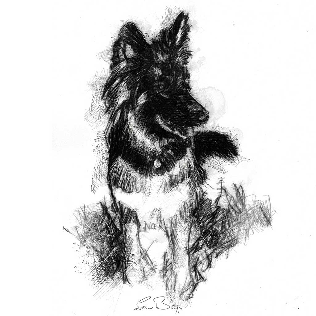German Shepherd