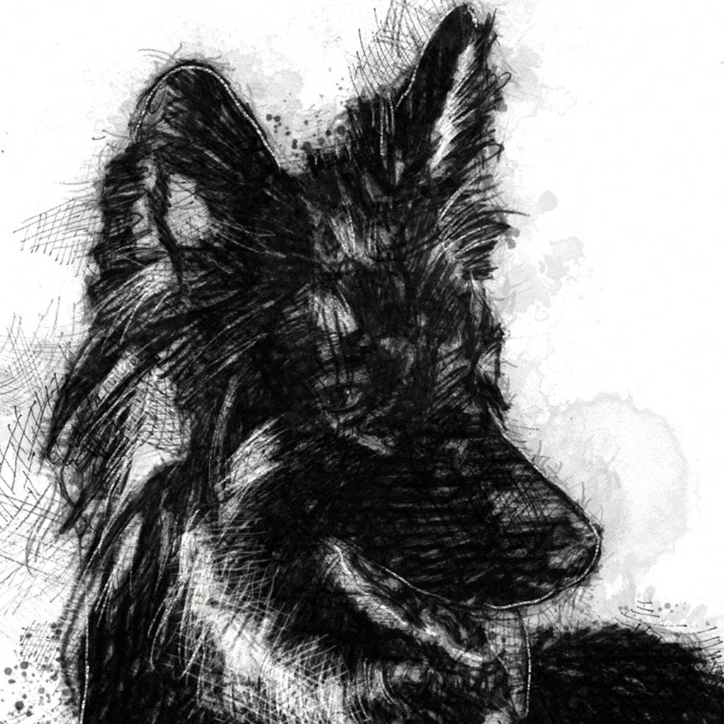 German Shepherd