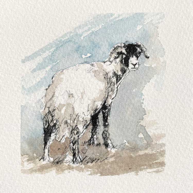 Ewe sheep original mini sketch