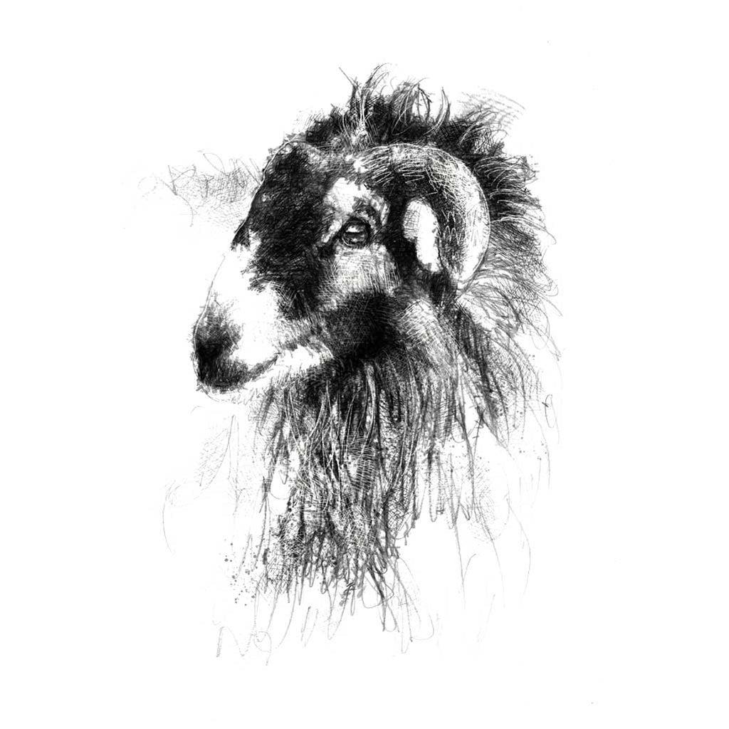 Swaledale sheep