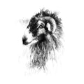 Swaledale sheep