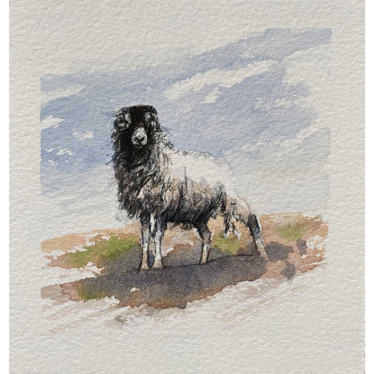 Moorland ewe mini sketch