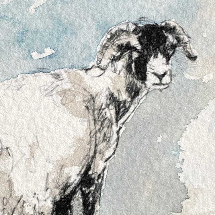 Ewe sheep original mini sketch