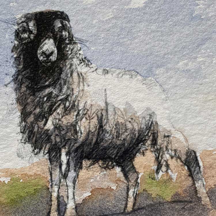 Moorland ewe mini sketch