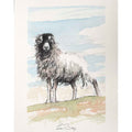 Moorland ewe sketch