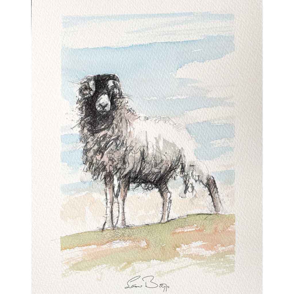 Moorland ewe sketch