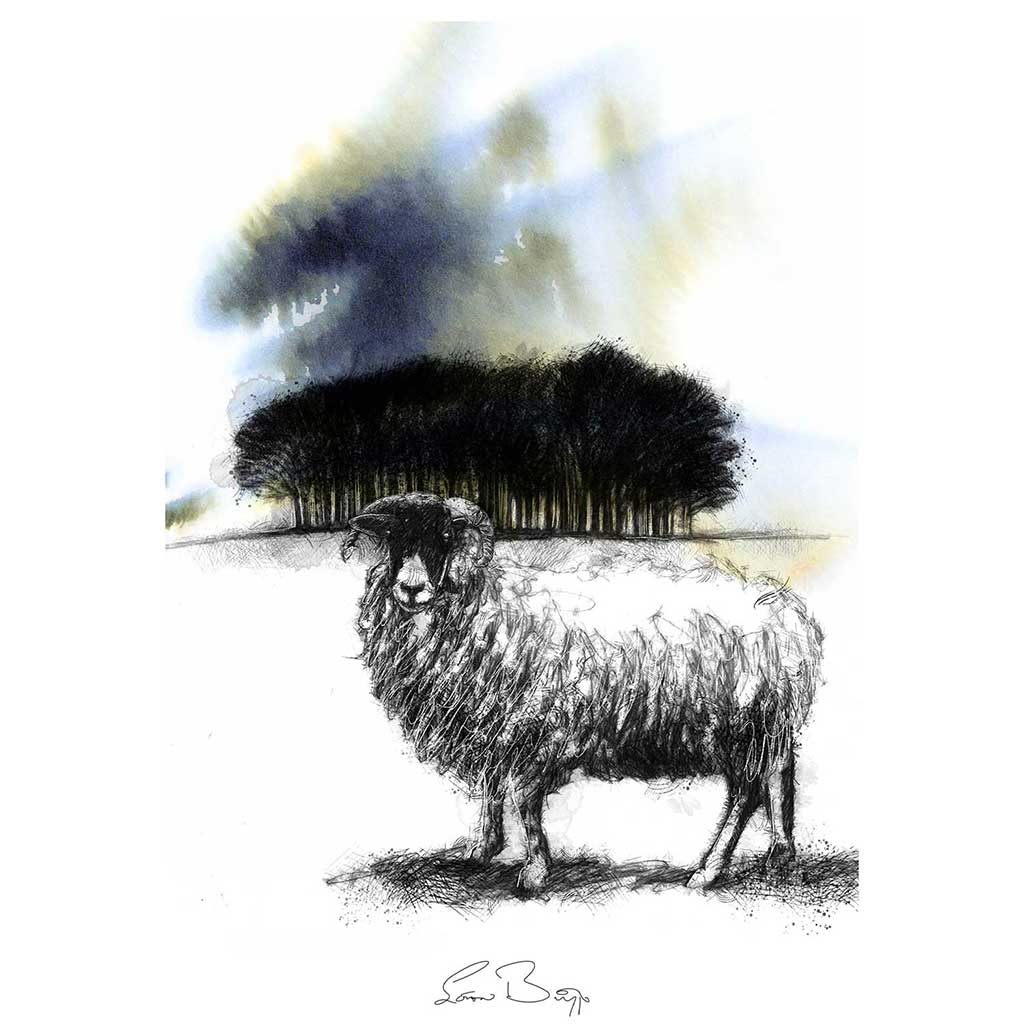Copse ewe