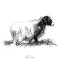 Lone ewe