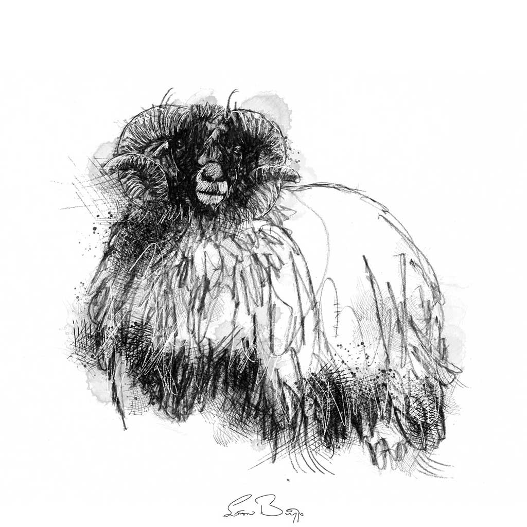 Woolly sheep