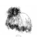 Woolly sheep