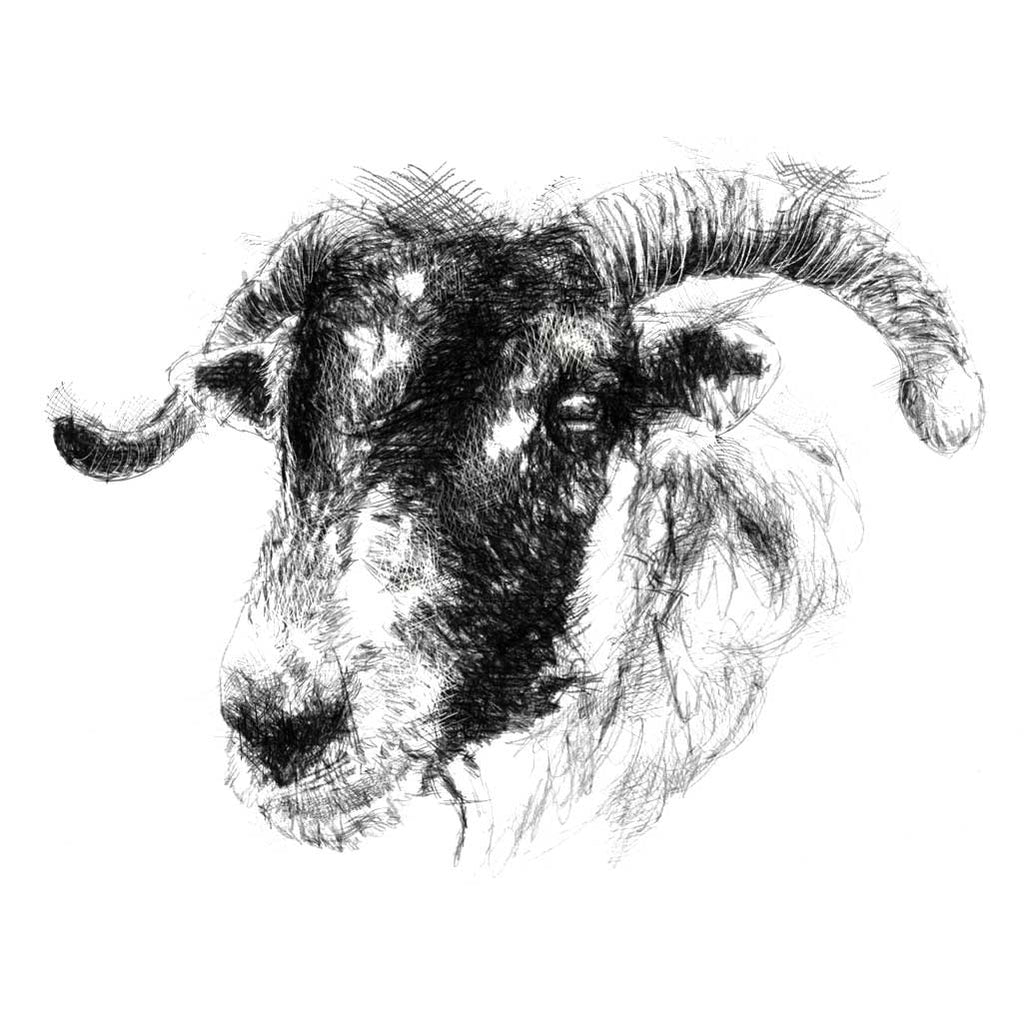 Ewe