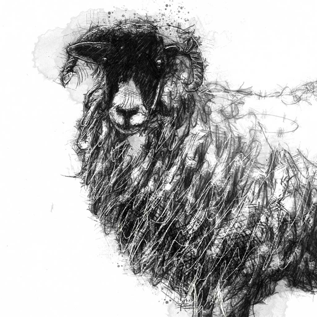 sheep ewe