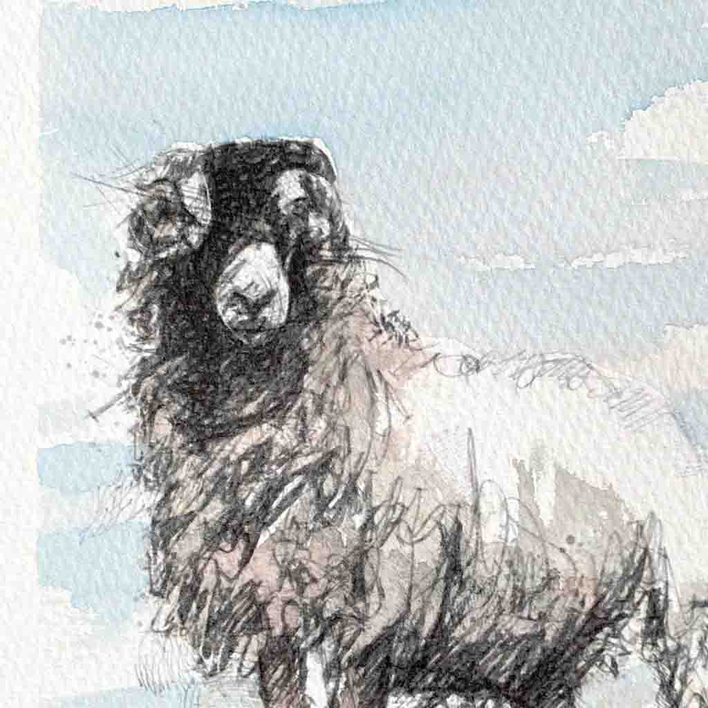 Moorland ewe sketch