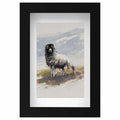 Moorland ewe mini sketch