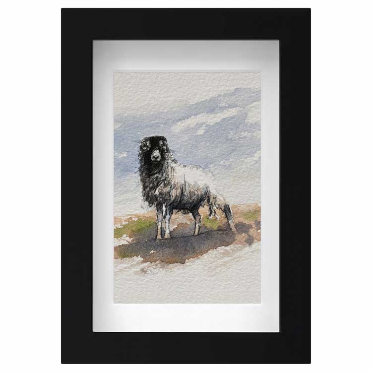 Moorland ewe mini sketch