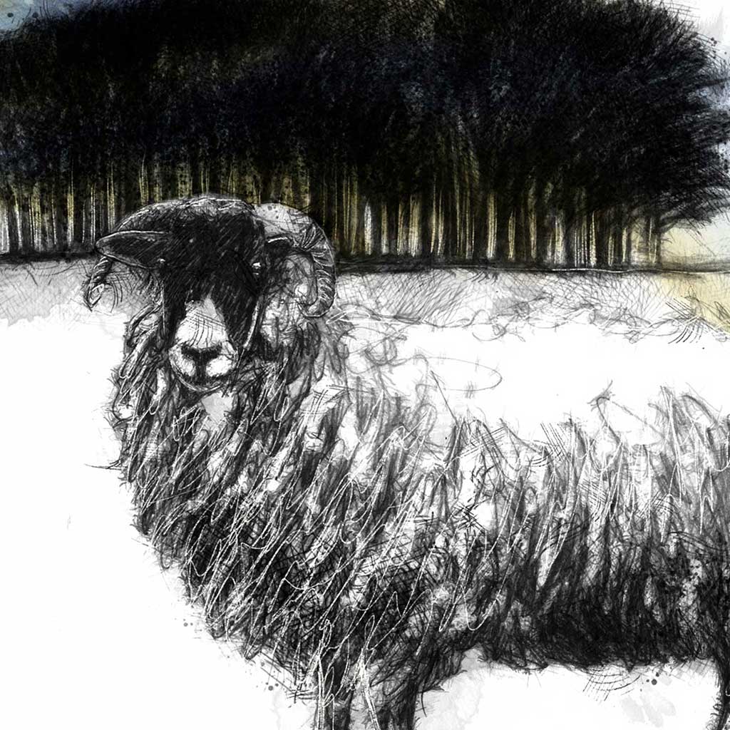 Copse ewe