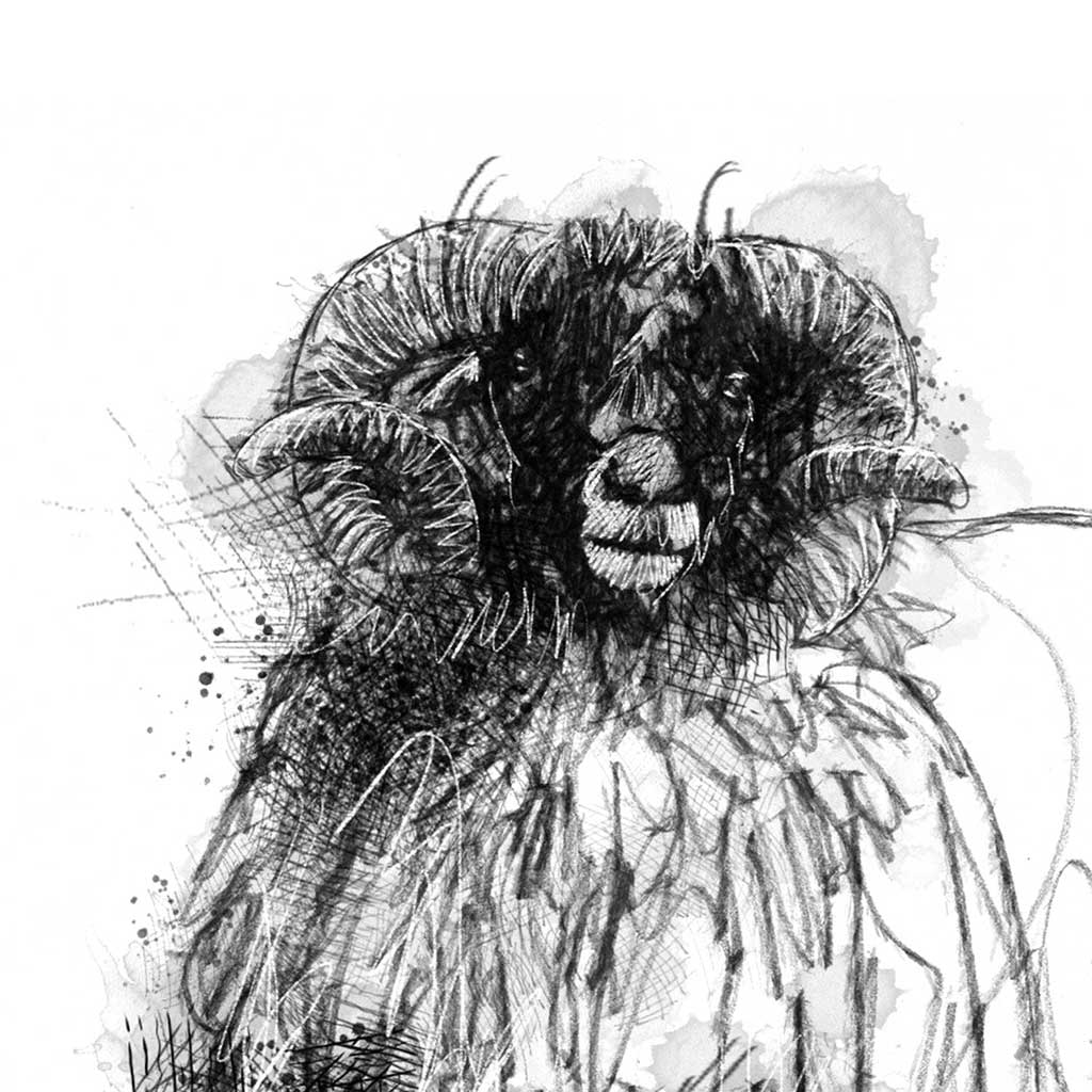 Woolly sheep