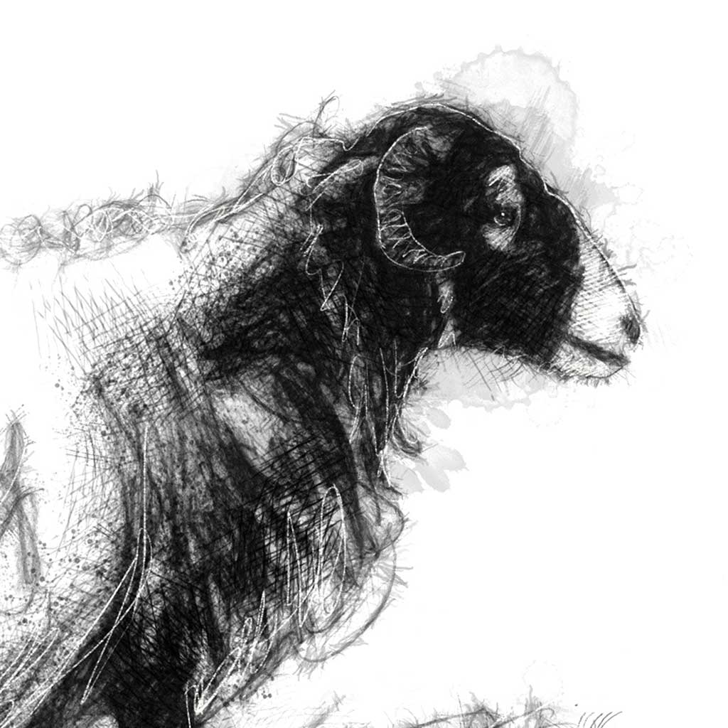 Lone ewe