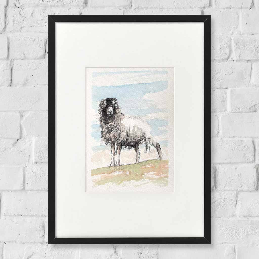 Moorland ewe sketch