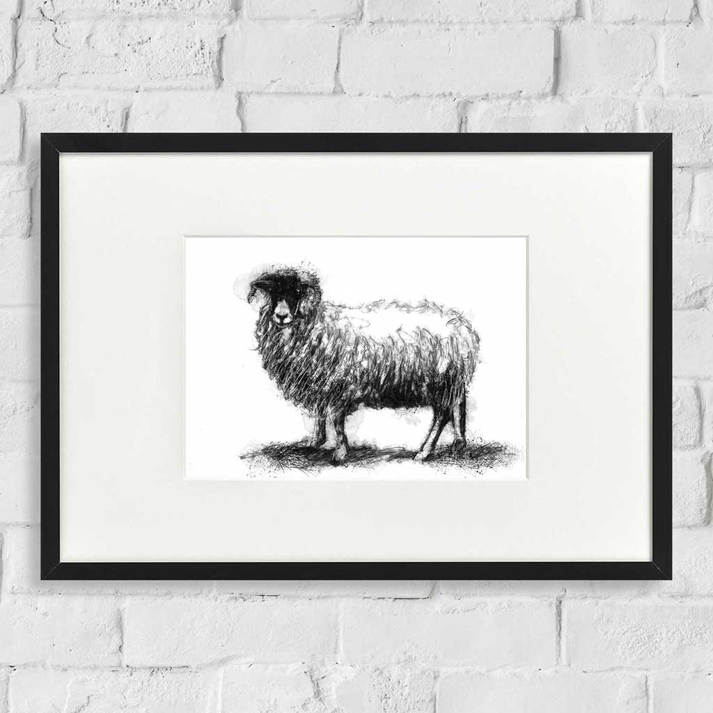 sheep ewe