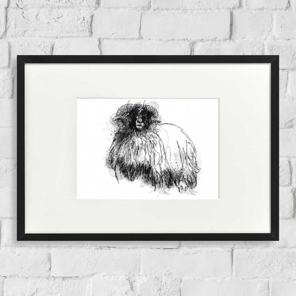 Woolly sheep