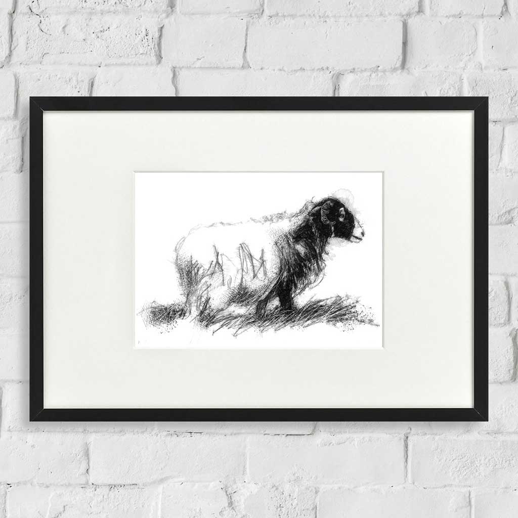 Lone ewe