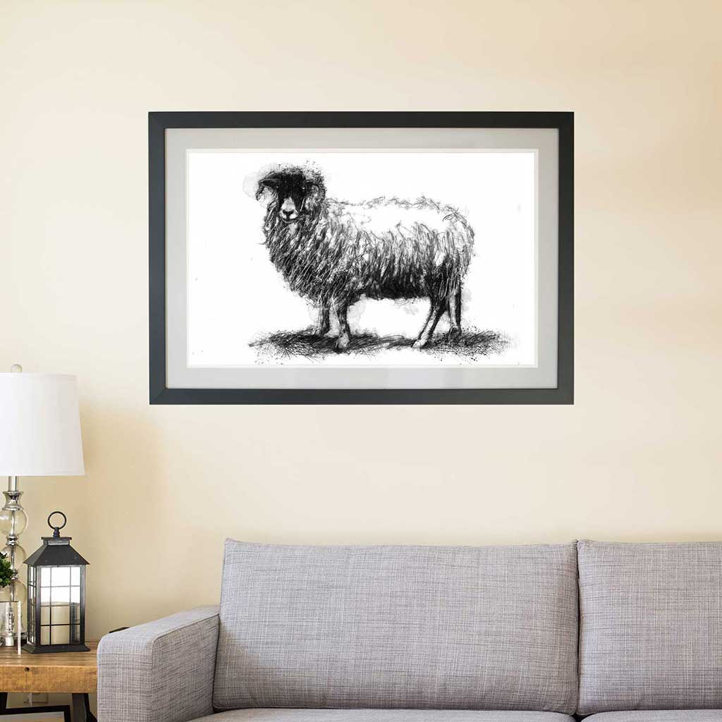 sheep ewe