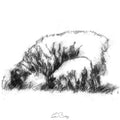 Ewe and lamb