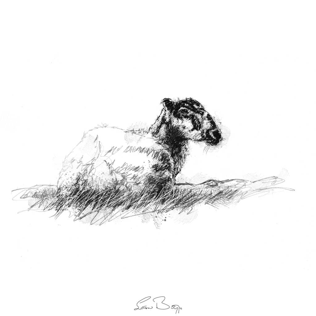 Ewe resting