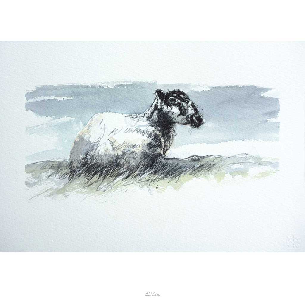 Ewe resting