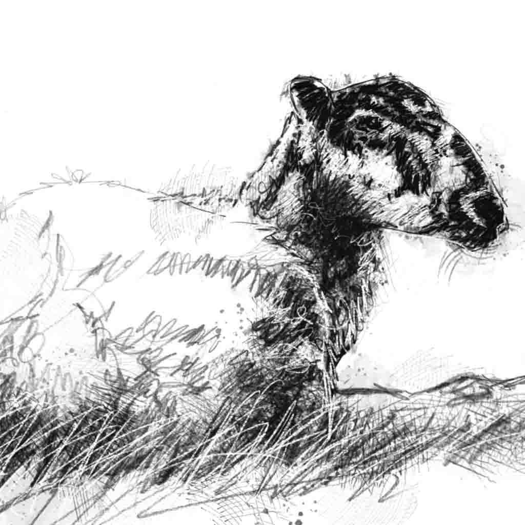 Ewe resting