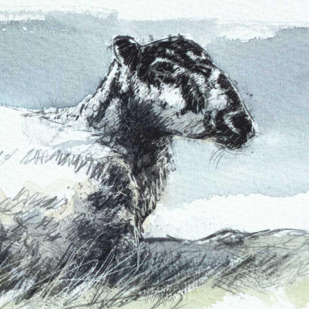 Ewe resting