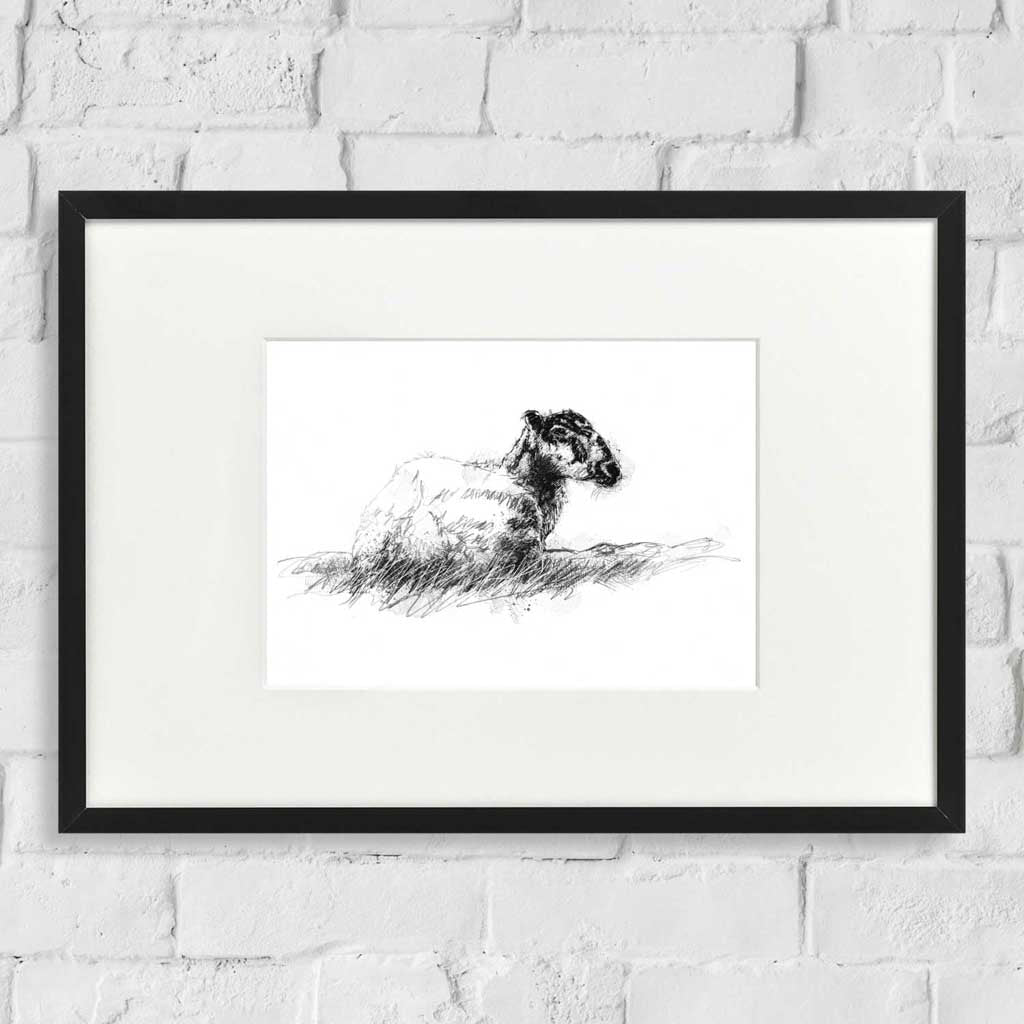 Ewe resting