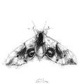Eyed hawk moth