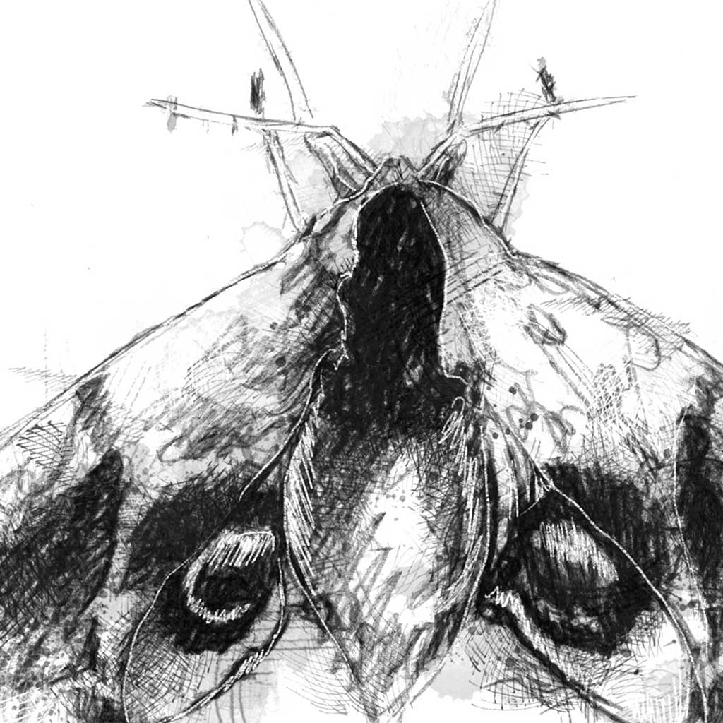 Eyed hawk moth