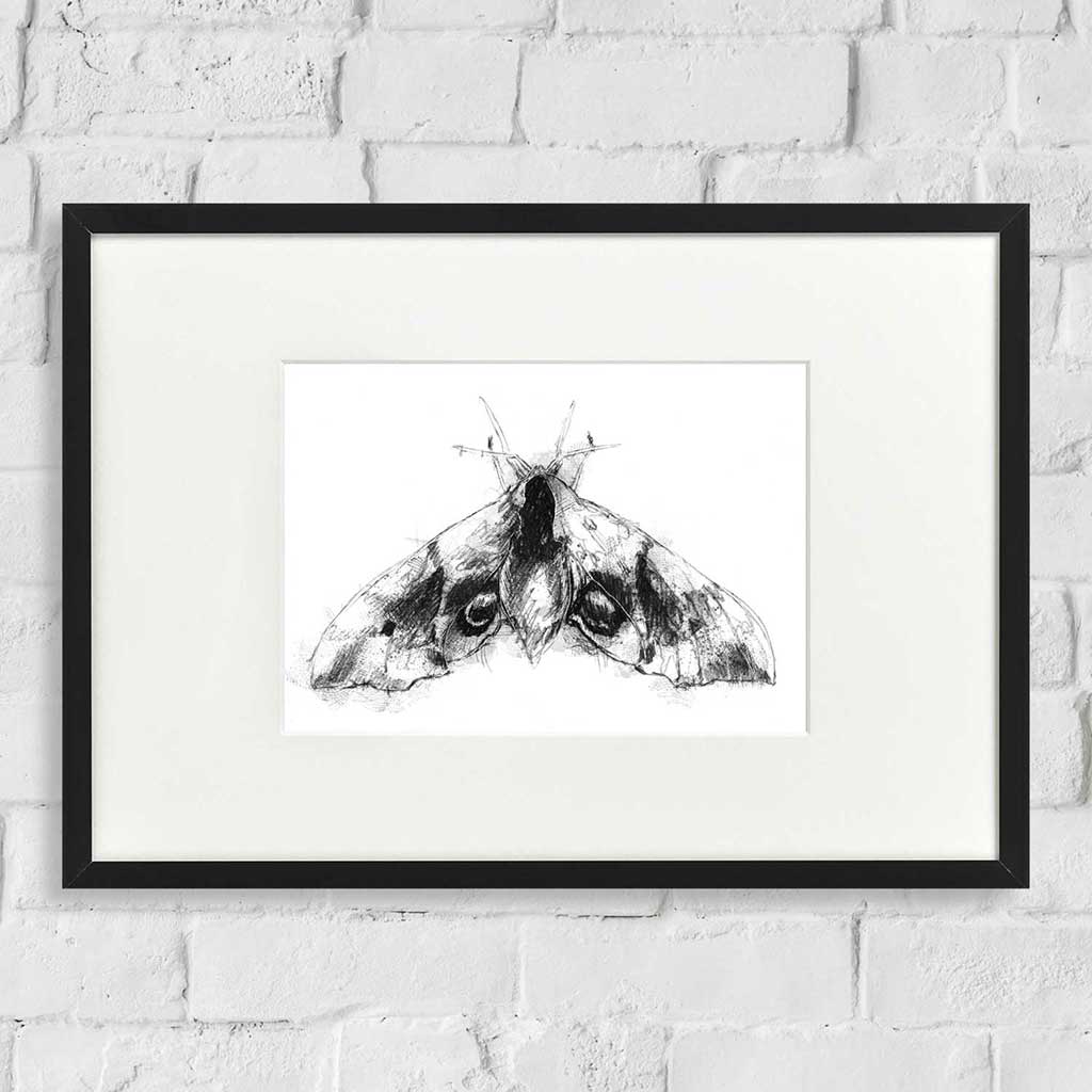Eyed hawk moth