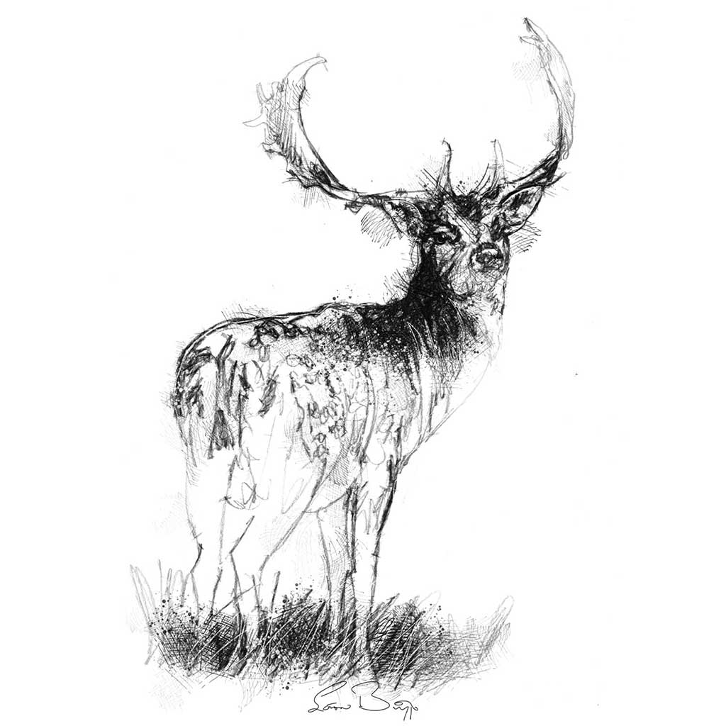 Fallow deer