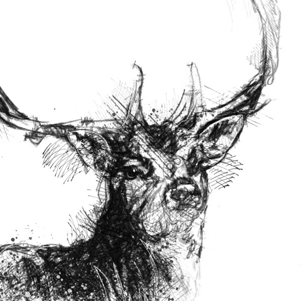 Fallow deer