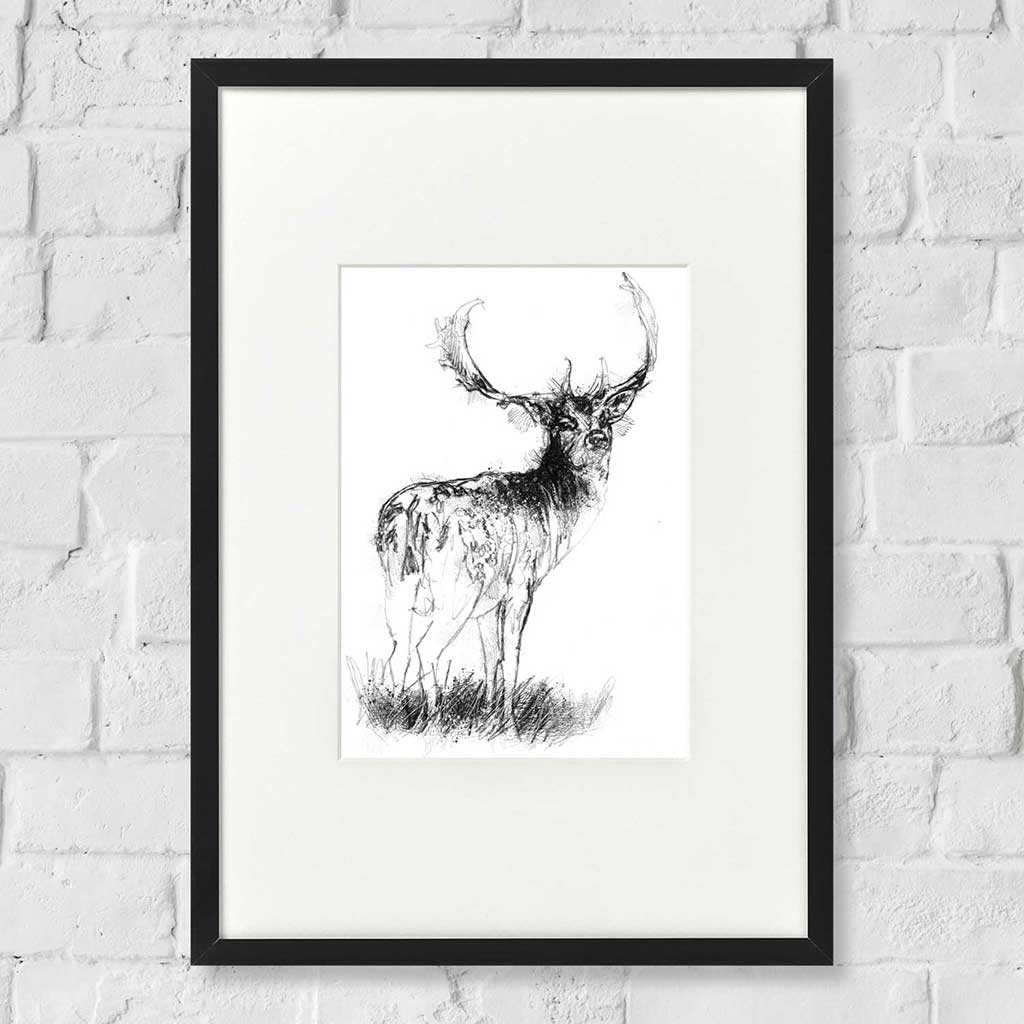 Fallow deer