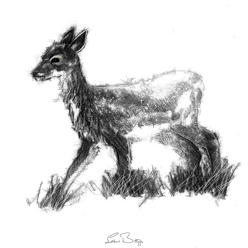 Fallow deer fawn