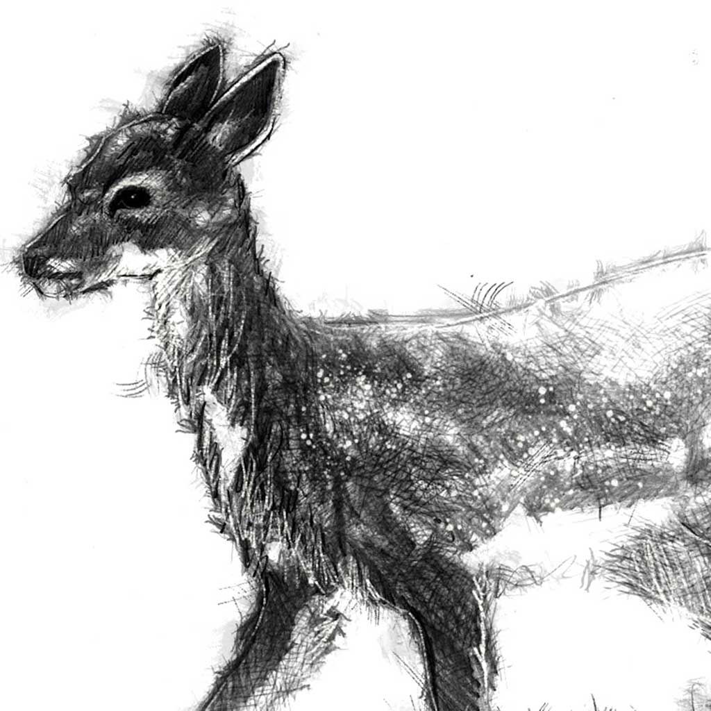 Fallow deer fawn