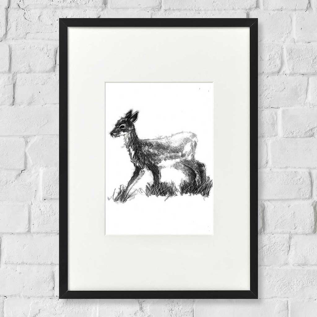 Fallow deer fawn