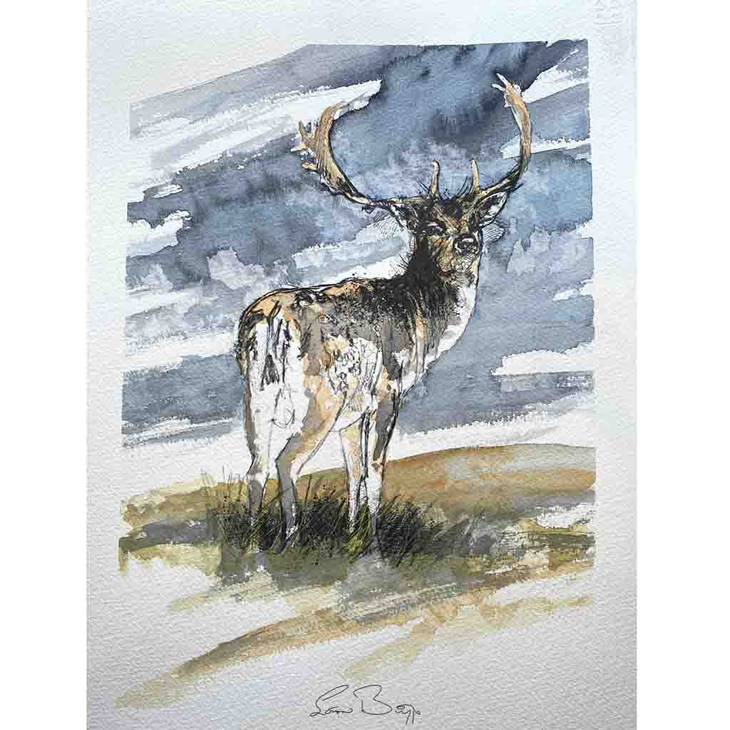 Fallow deer stag