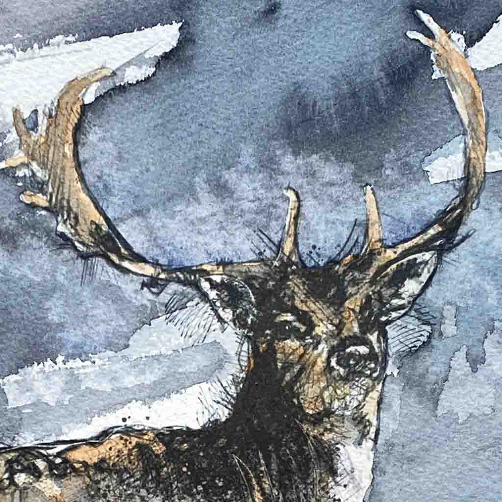 Fallow deer stag