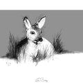 Fawn settled