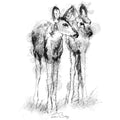 fawns