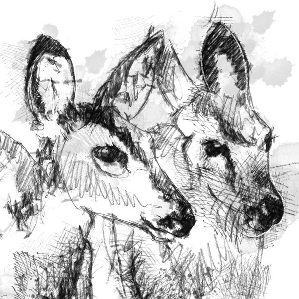 fawns
