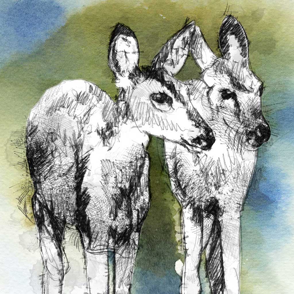 Deer hinds